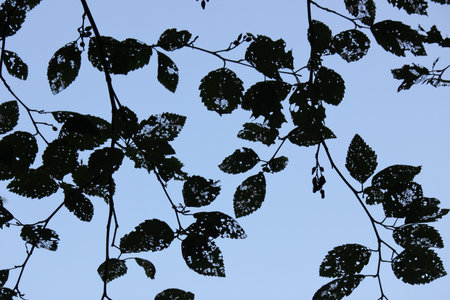 Dead leaves against the sky
