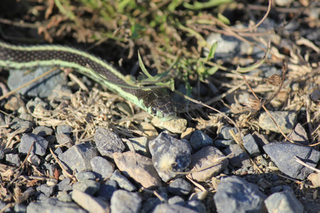 Garter snakeの写真素材