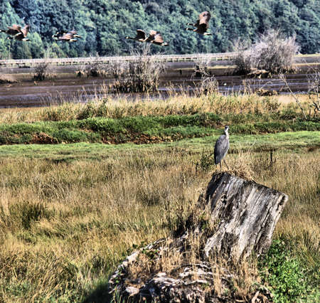 Heron on stump and ducks flyingの写真素材