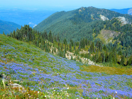 Blue Wildflowers
