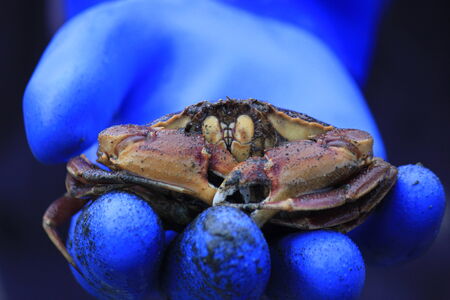 Dungeness crab in blue gloveの写真素材