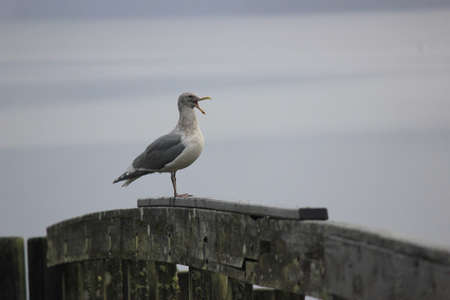 Seagull calling on fenceの写真素材