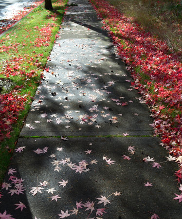 Red leaves on sidewalkの写真素材