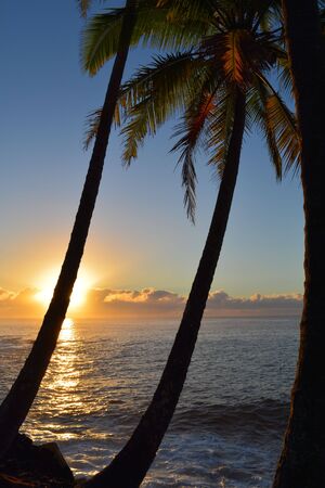 Sunrise with palm trees in foregroundの写真素材