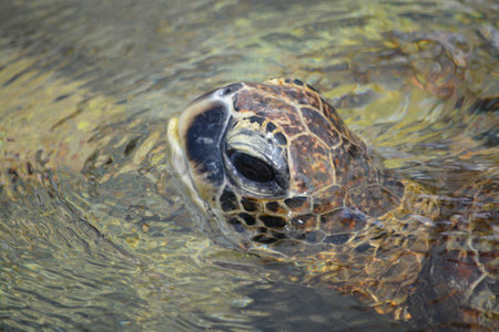 Sea Turtle