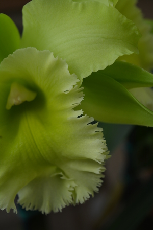 Green Orchidの写真素材