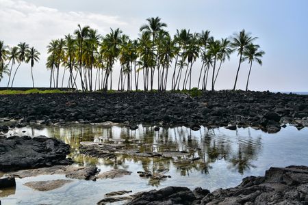 Palm Trees reflected in waterの写真素材