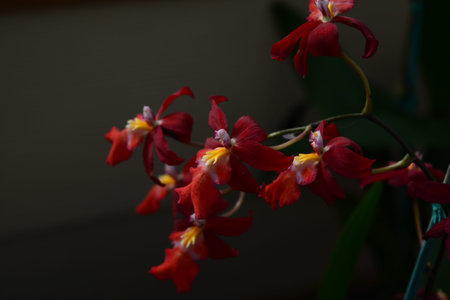 Red Orchids in a small group