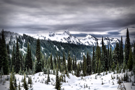 Mountains, trees, and snow