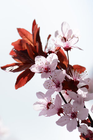 Pink Spring Flowers
