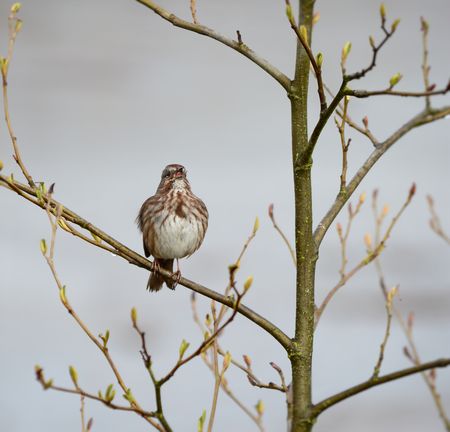 Sparrow in Springの写真素材