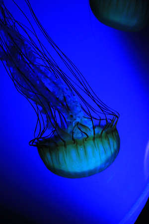 Jelly fish in bright blue lightingの写真素材