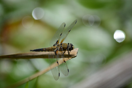 Dragon Fly on stick