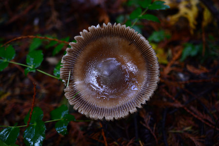 Top of brown mushroom
