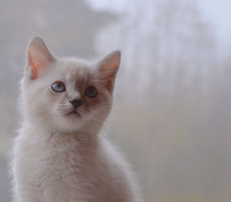 White kitten with light background