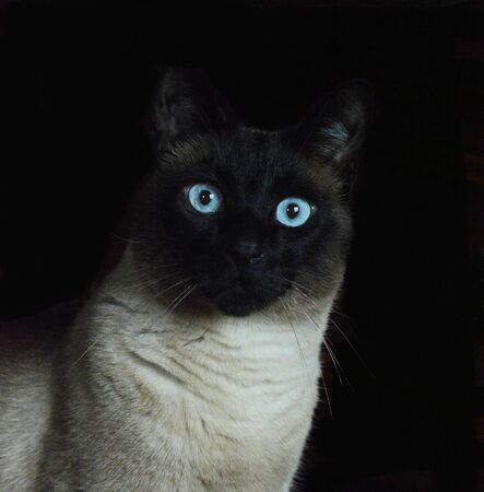 Siamese in the dark with blue eyesの写真素材