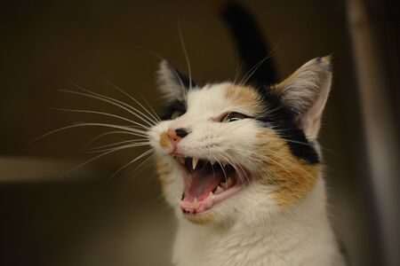 Calico cat meowingの写真素材