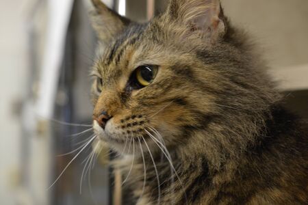 Long Hair Tabby cat profileの写真素材