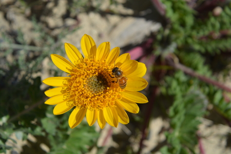 Bee and yellow flowerの写真素材