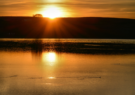 Golden rays of sunset and reflection on lake with Coot in waterの写真素材