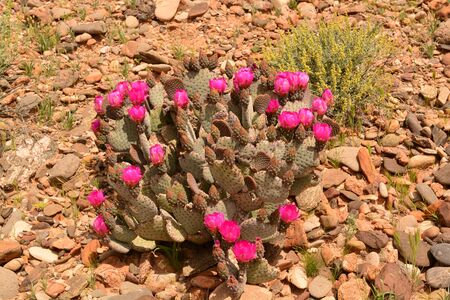 Prickly Pear Cactus blooms in bright pinkの写真素材