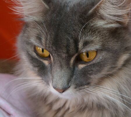 Golden eyes on a gray medium haired Tabbyの写真素材