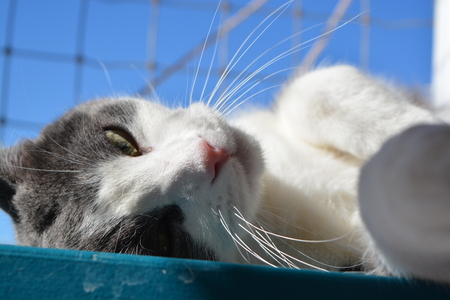 Gray and white cat basking in sunshine, laying on it's back looking forwardの写真素材