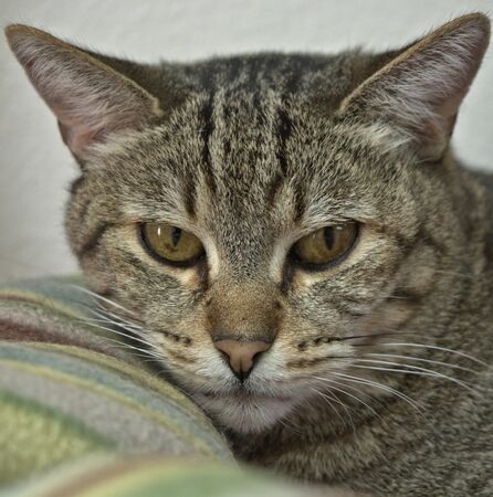 Face shot of a Tabby catの写真素材
