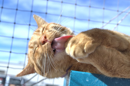 An Orange Tabby cat licking his paw in the sunshine