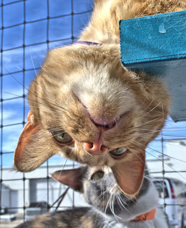 Orange Tabby hanging his head upside down with another cat in the backgroundの写真素材