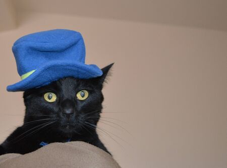 Black cat wearing a blue hatの写真素材