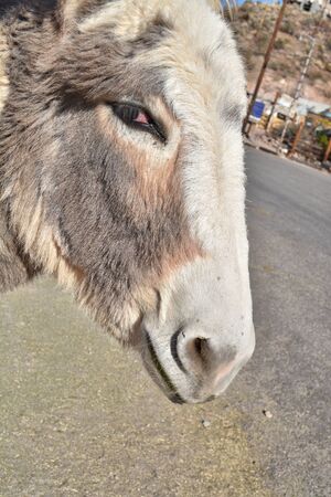 Face of a burro looking at the camera from the sideの写真素材