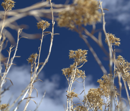Looking up through a desert bush