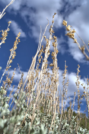 Ground view looking to sky in Sage