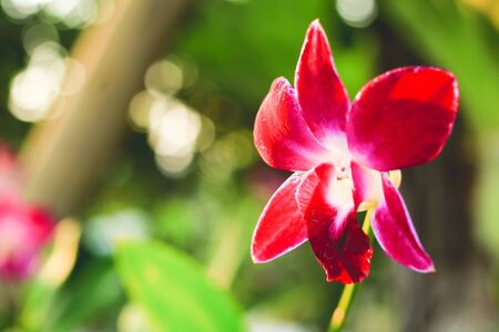 Red orchid Green backgroundの写真素材