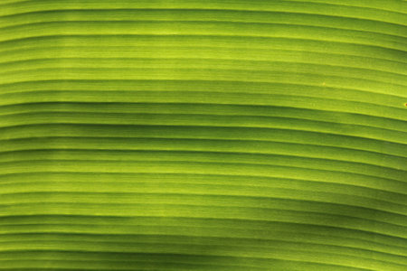 Fresh green banana leafの写真素材