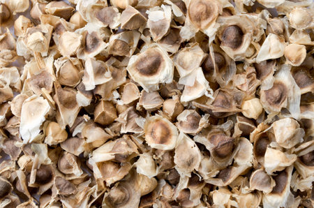 Moringa seeds dryの写真素材