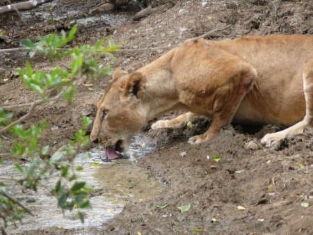 Lioness drinking water の素材