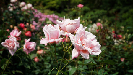Pink rose in the gardenの素材