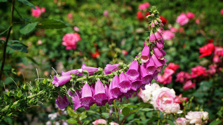 Purple flowerの素材