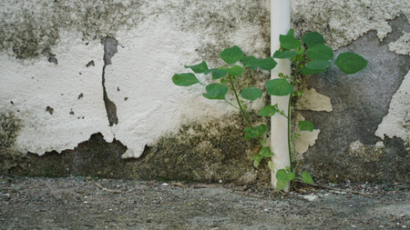 small plant growing up in front of the wall and pipeの写真素材