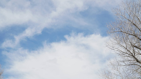 Tree branches and clear sky with some cloudの写真素材