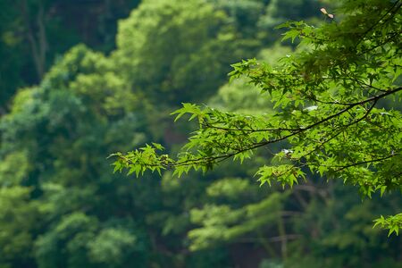green leaves on the tree in the skyの写真素材
