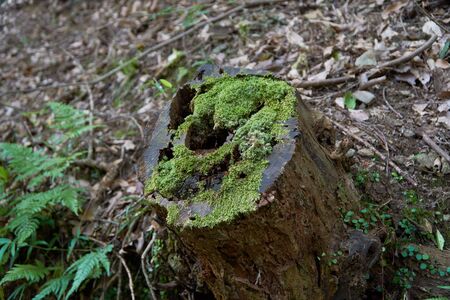 Close up shot of moss on the old woodの写真素材