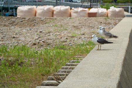 Close up shot of Seagull near the seashoreの写真素材