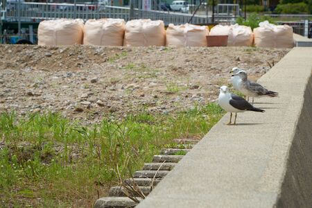 Close up shot of Seagull near the seashoreの写真素材