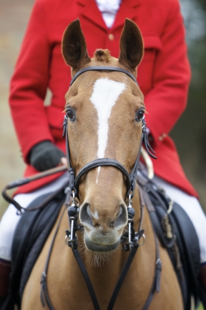Front on head shot of a horse, the rider is wearing a hunting jacket の写真素材