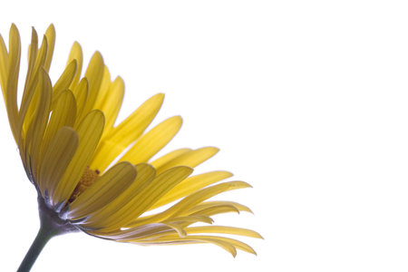Gerbera isolated on whiteの写真素材