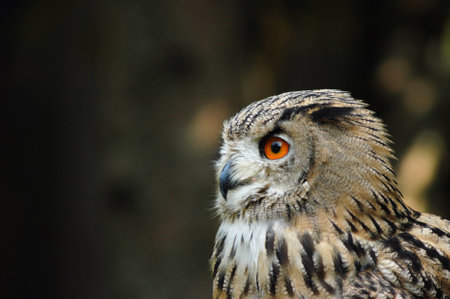Eagle owlの写真素材