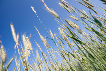 Wieseの写真素材